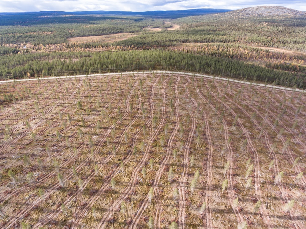 a field of crops