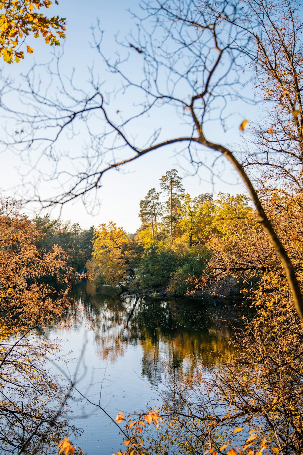 a body of water with trees around it