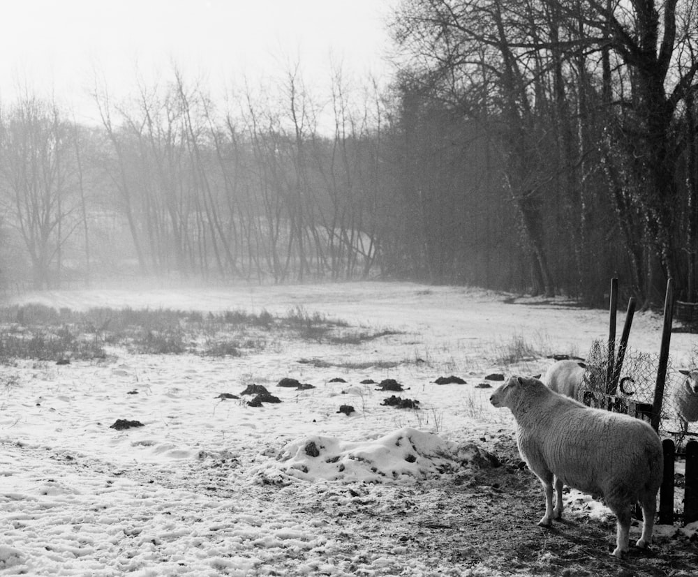 雪の中の羊