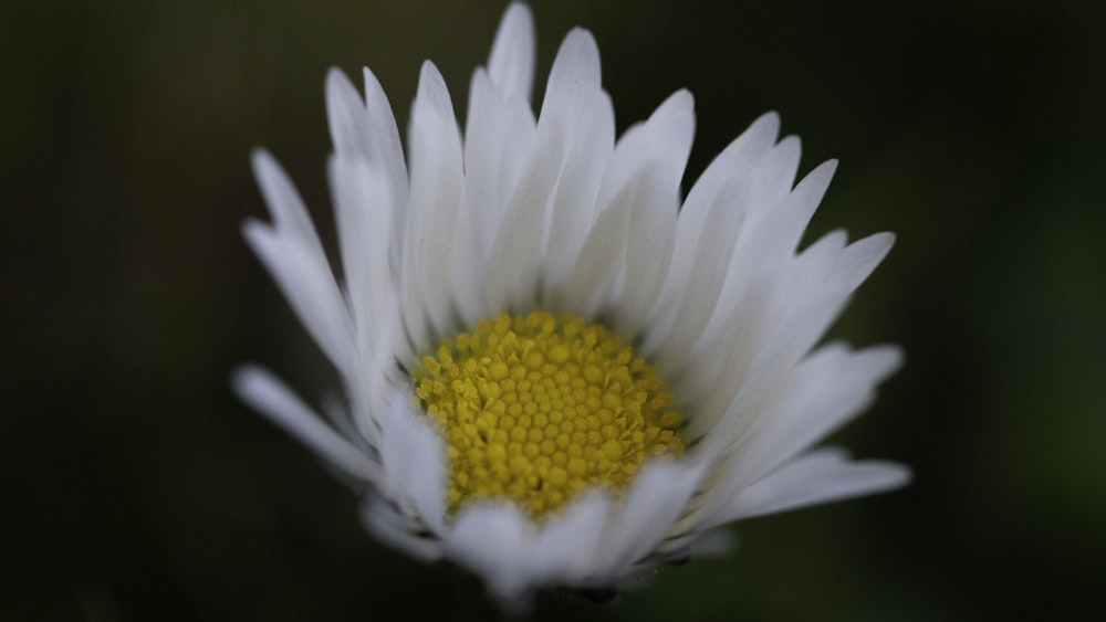 a white flower with yellow center