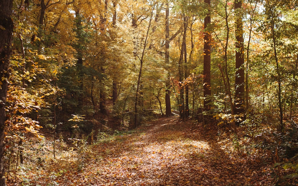 a path through a forest