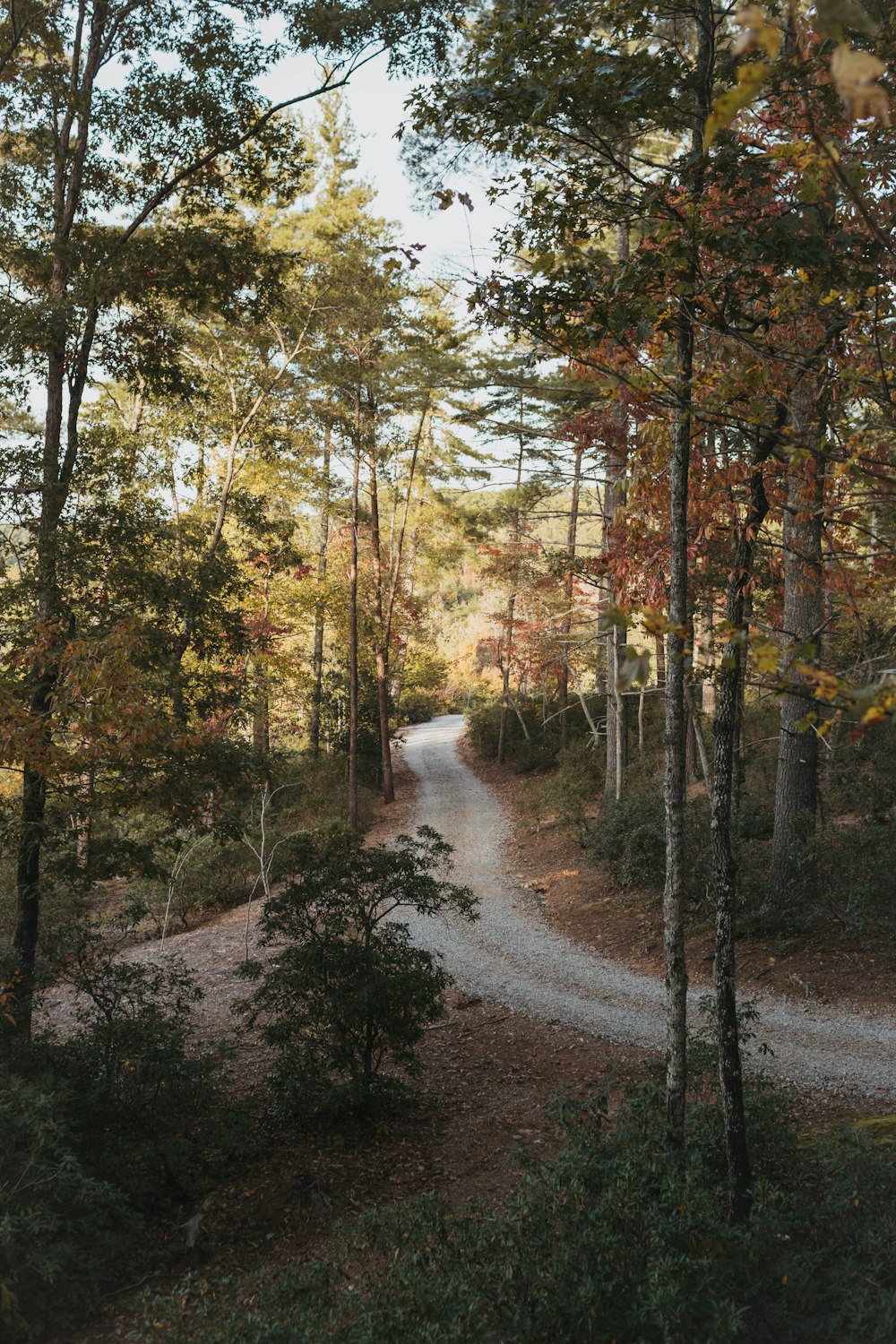 a dirt road through a forest