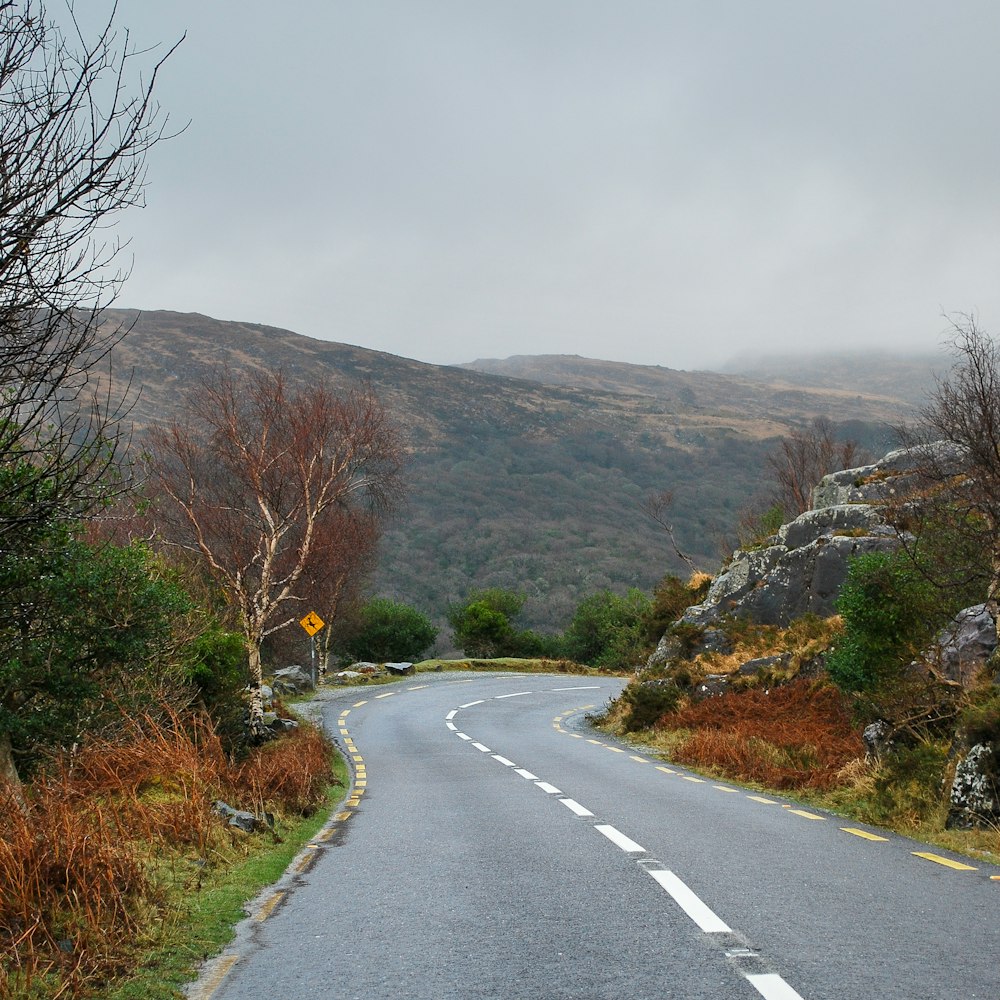 a road with trees on the side