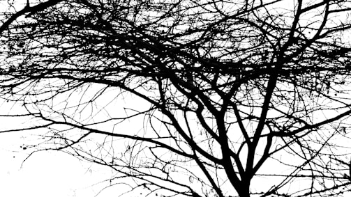 A black and white photograph of an intricately branched tree with no leaves, set against a white background. The branches create a complex and tangled pattern, stretching across the frame.