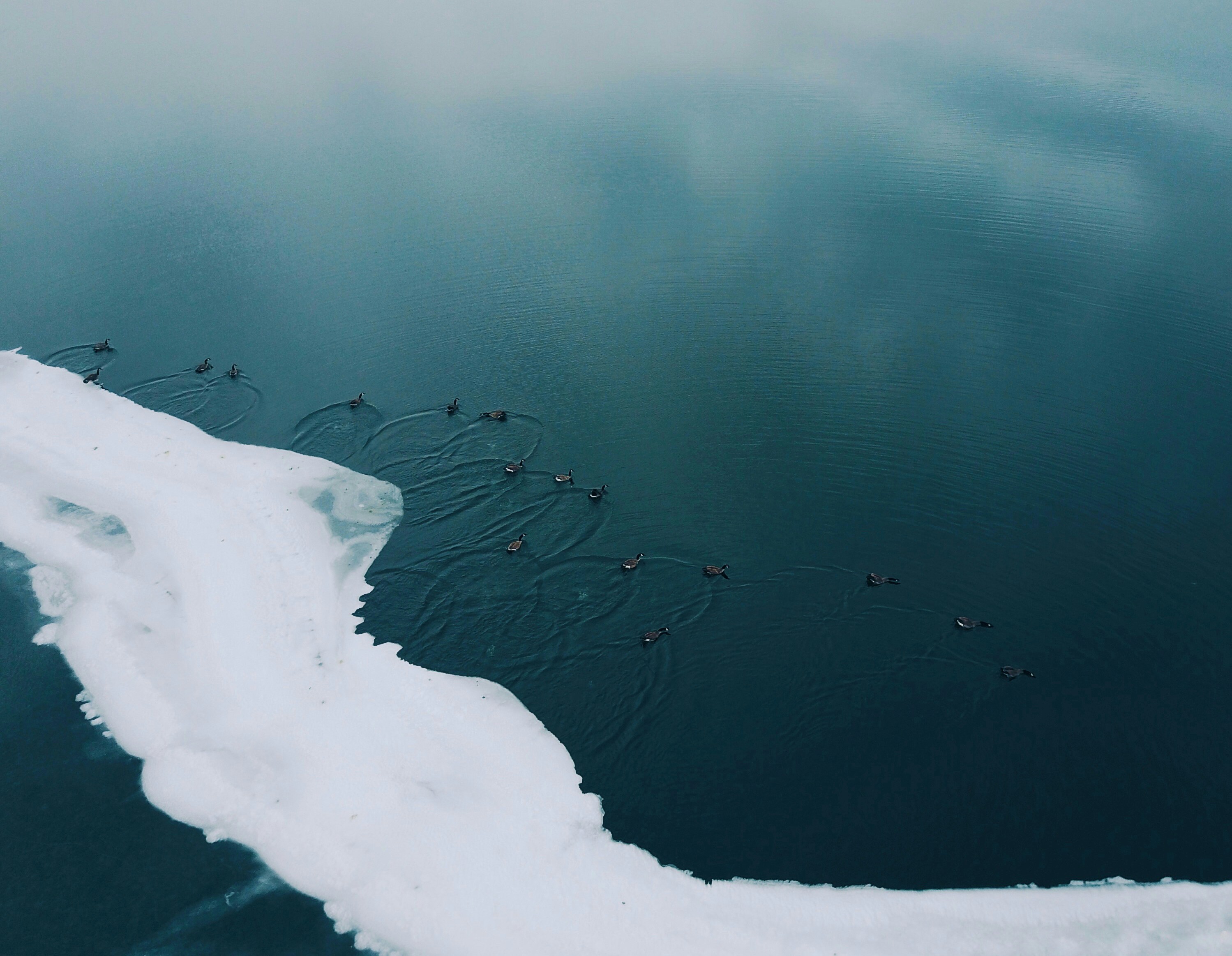 a group of people swimming in the water