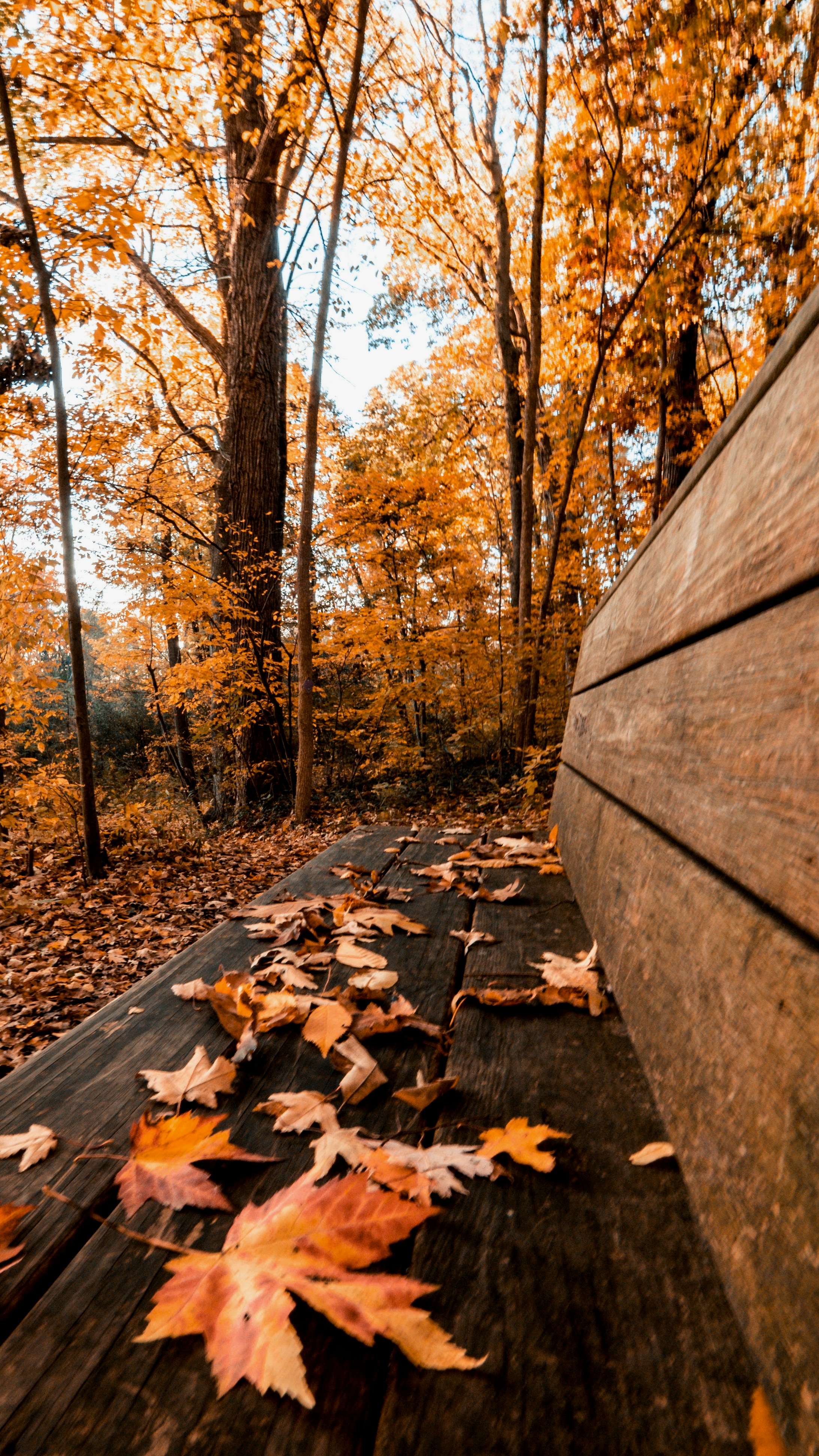 a wall with fallen leaves