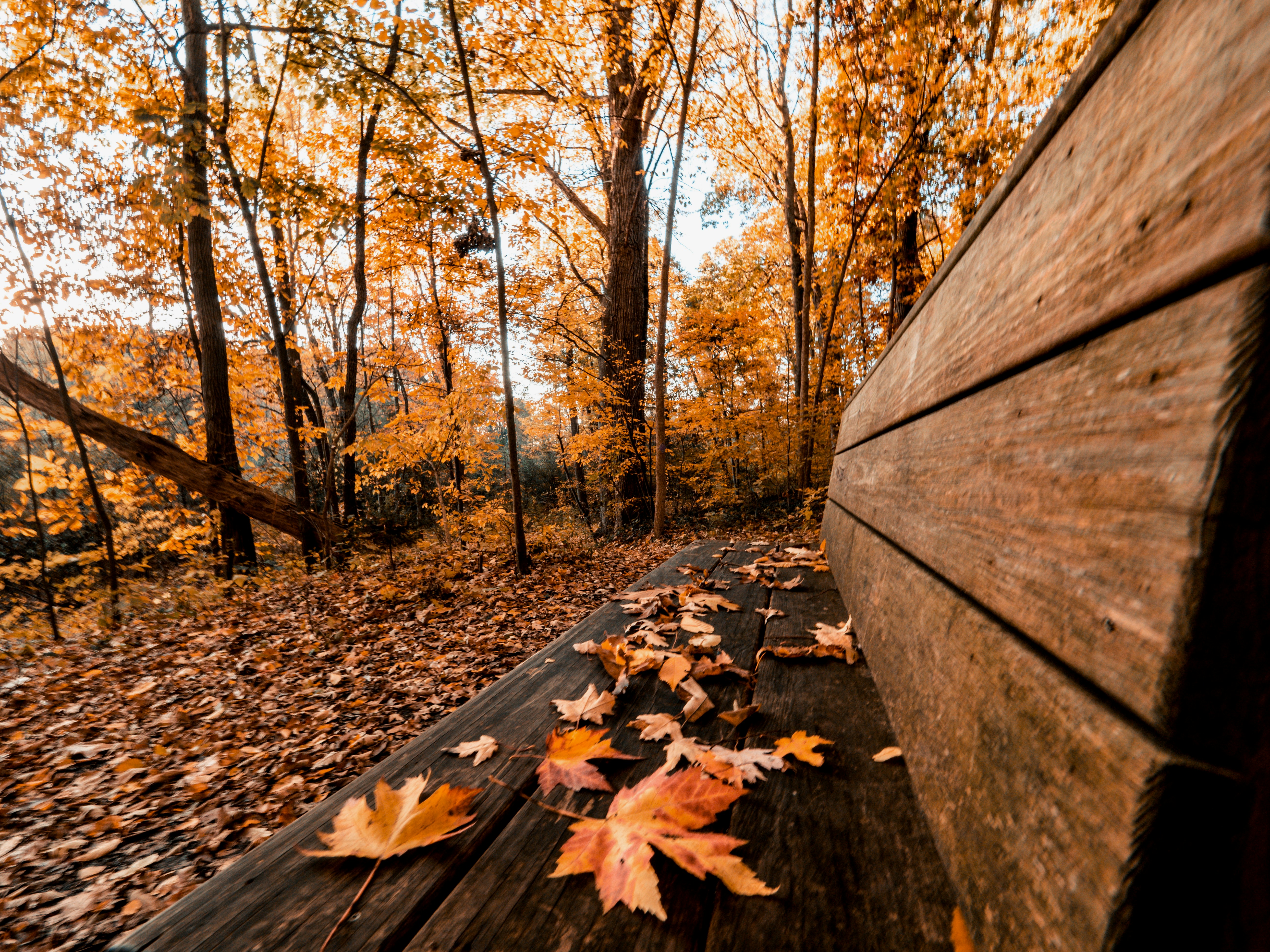 a wooden walkway with fallen leaves