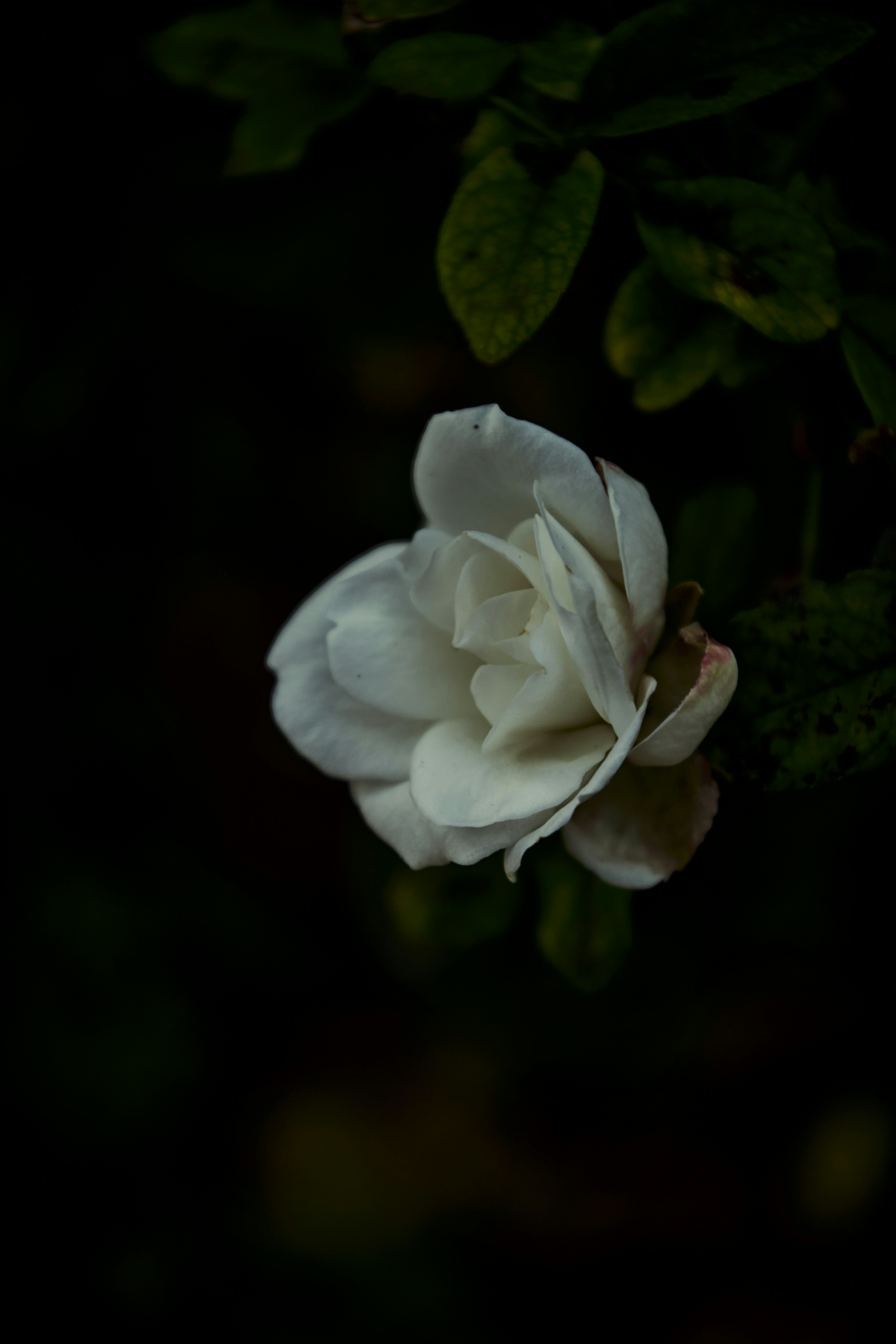 Photo by perfectmirror