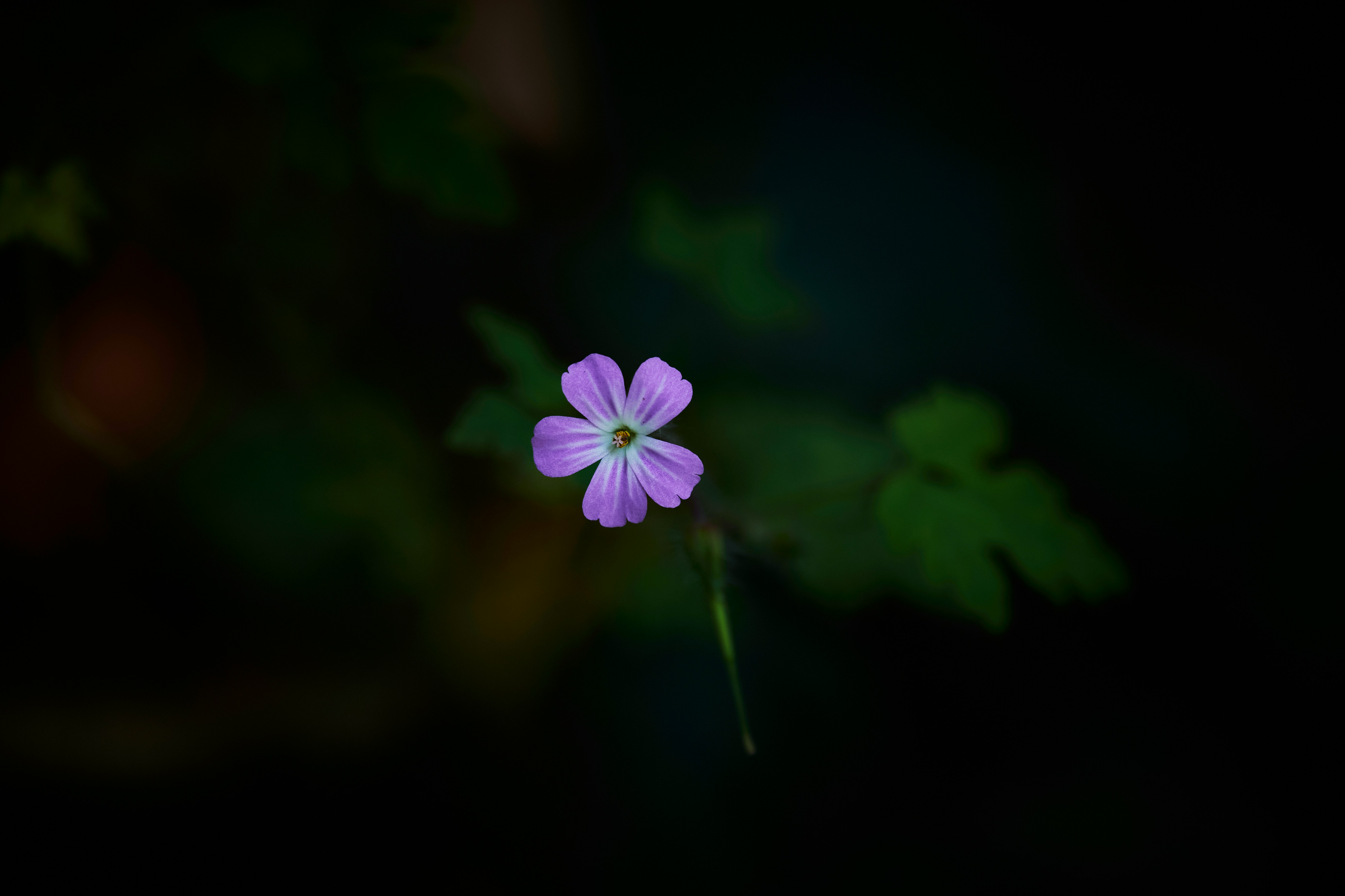 Photo by perfectmirror