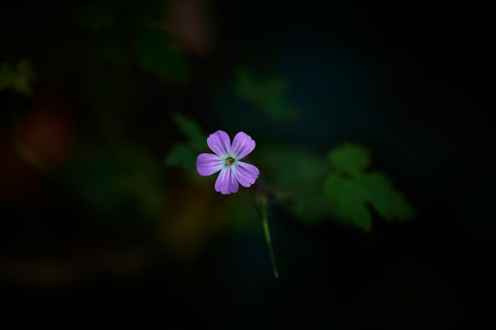 a small purple flower