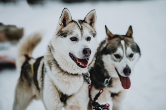 Two huskies, harnessed and ready, standing side by side in a snowy environment. One has its tongue out.