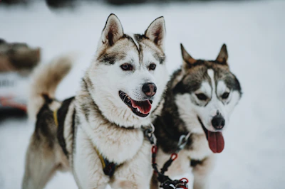 Excited puppies watching the sled dogs prepare for the race.