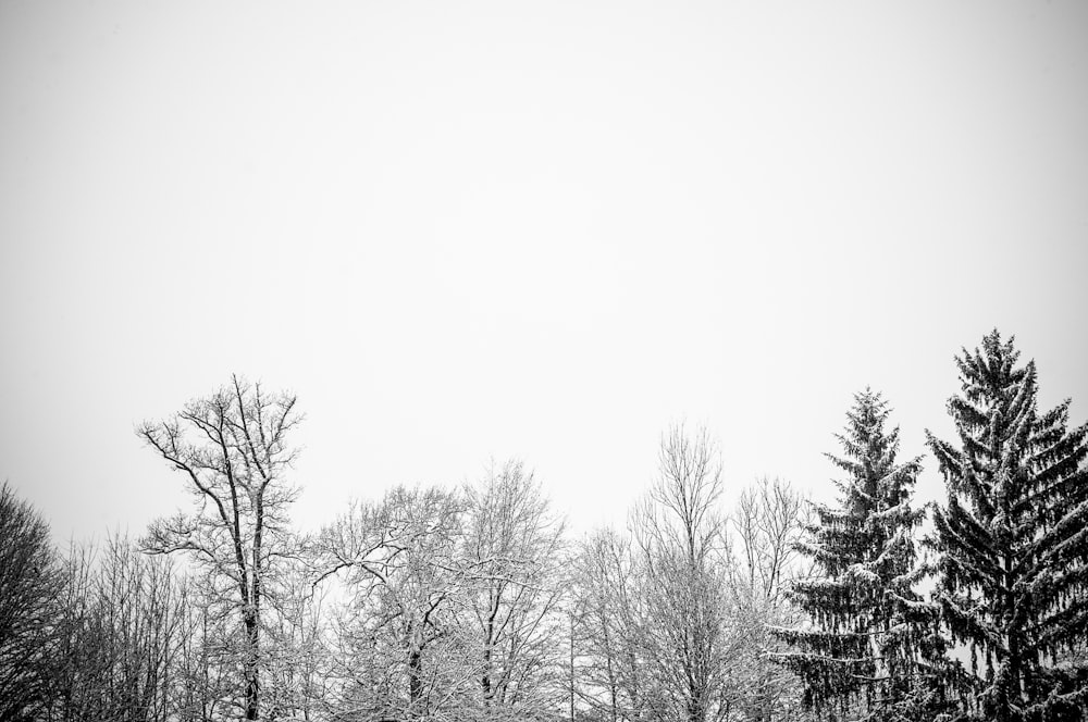 a group of trees in a foggy forest