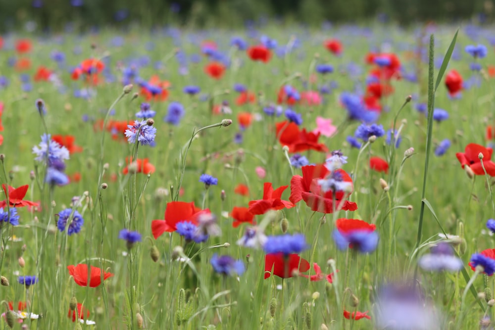 a field of colorful flowers