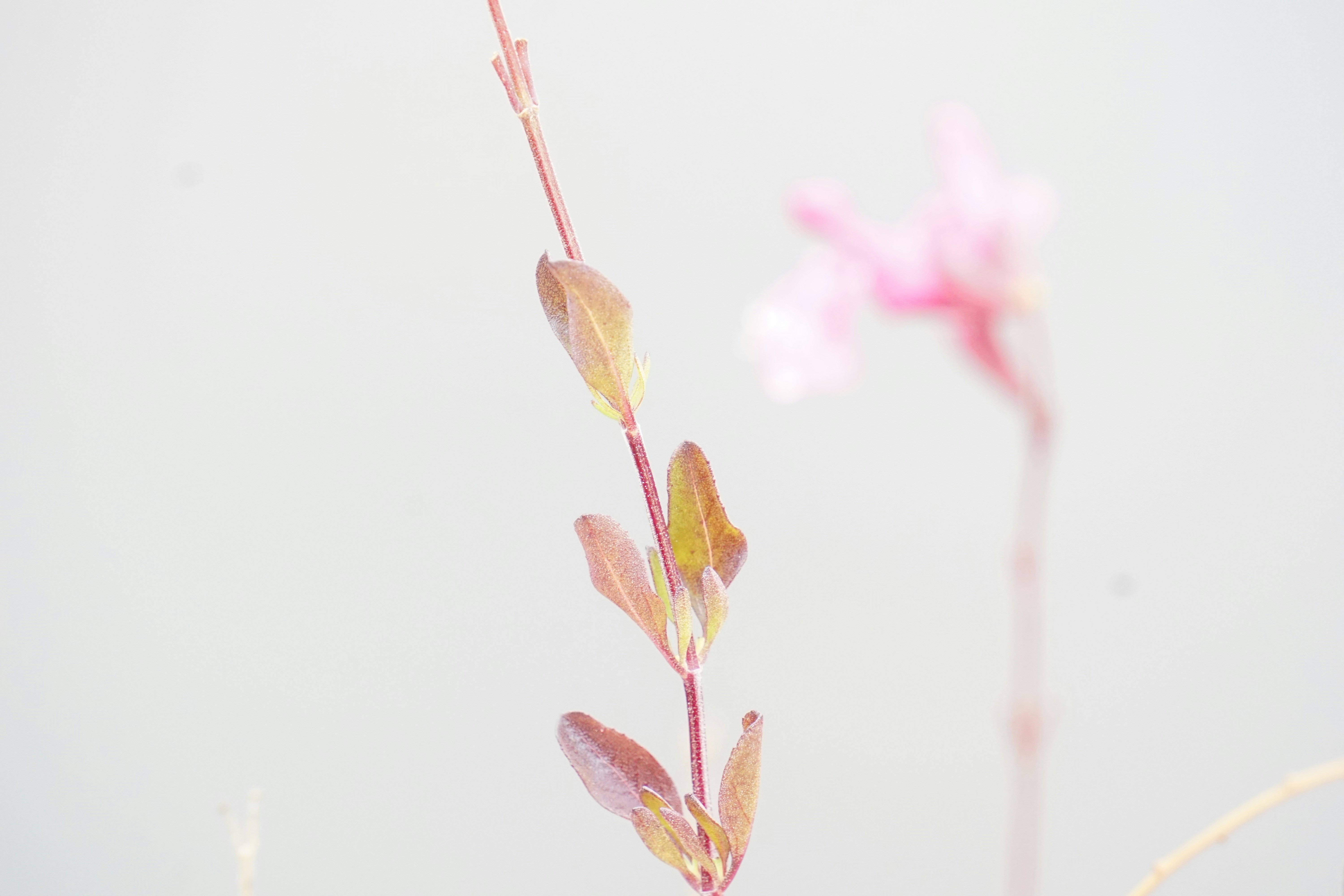 Photo by aravindreddytarugu