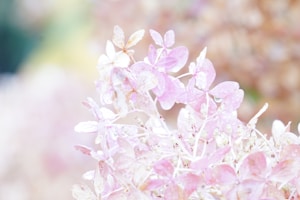 Blossom Glow