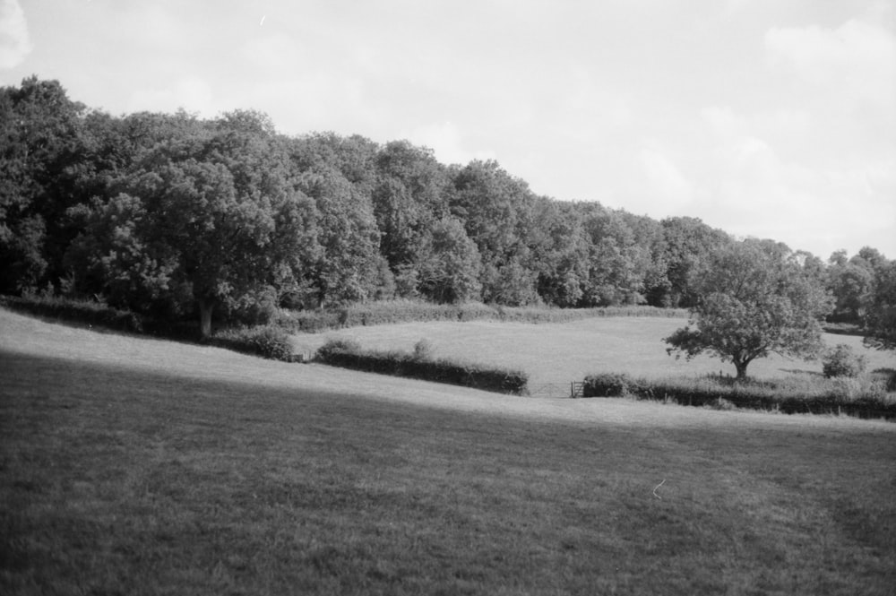 ein Feld mit Bäumen im Hintergrund