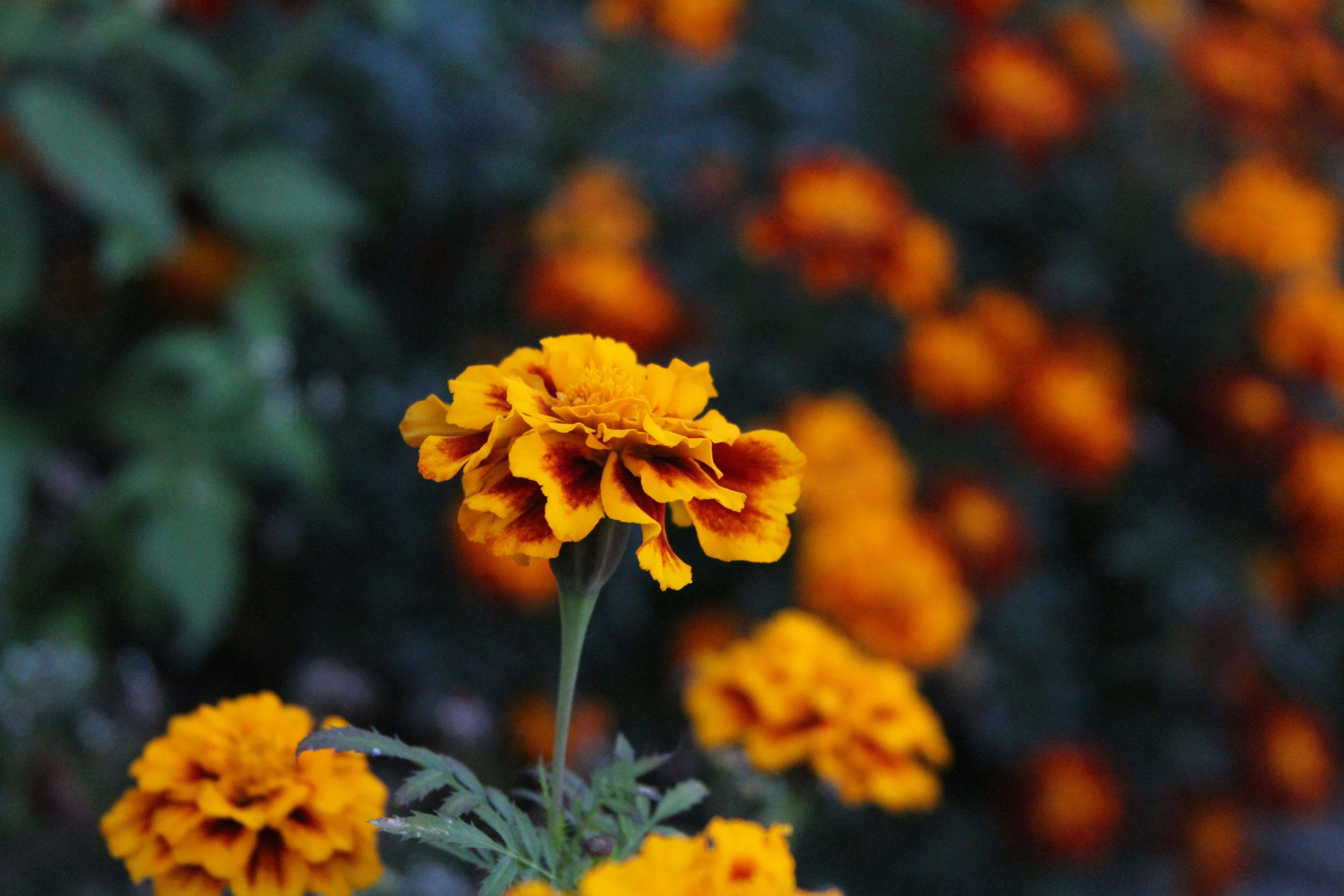 Photo by zachary_ryan