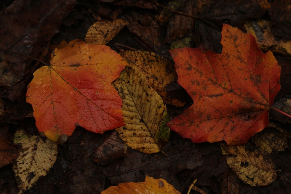 a group of red and yellow leaves