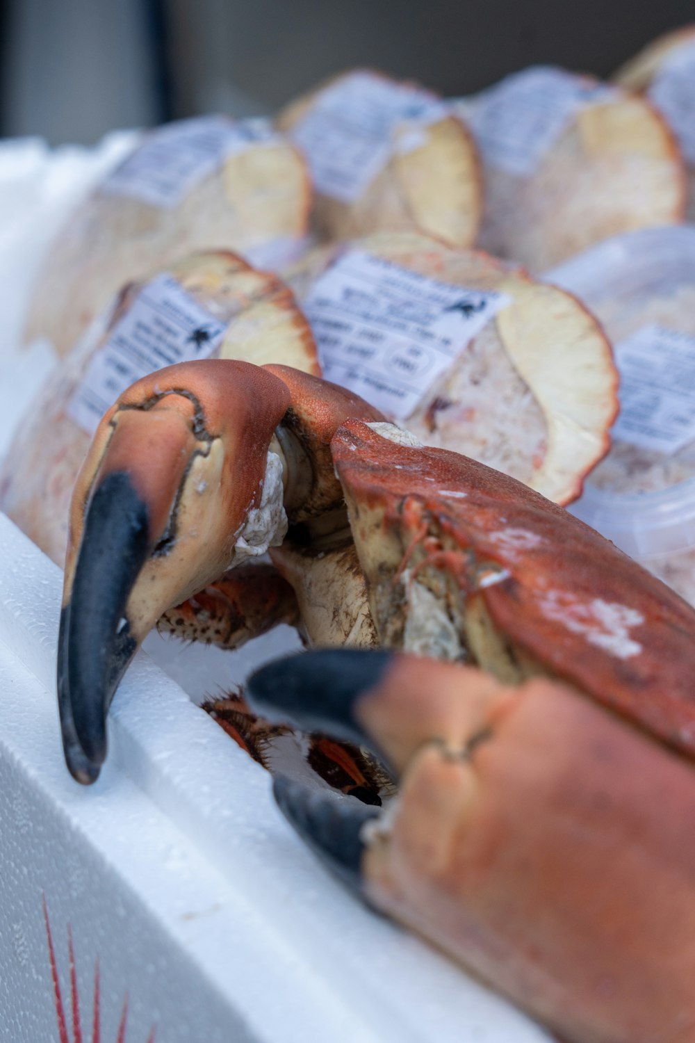 a person holding a crab