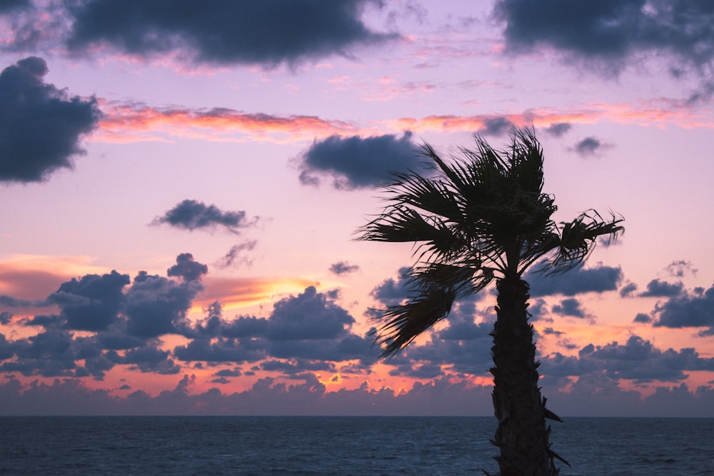 a palm tree in front of a sunset