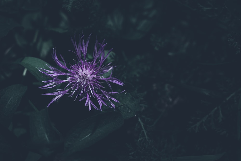 a purple flower with green leaves