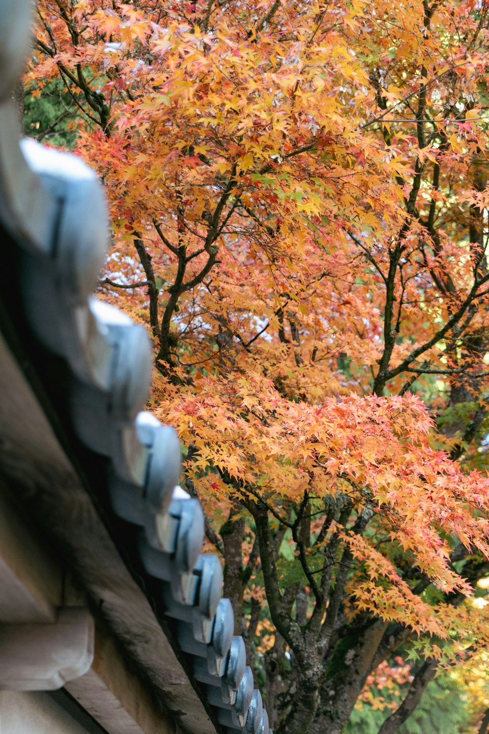 a bridge with trees on the side