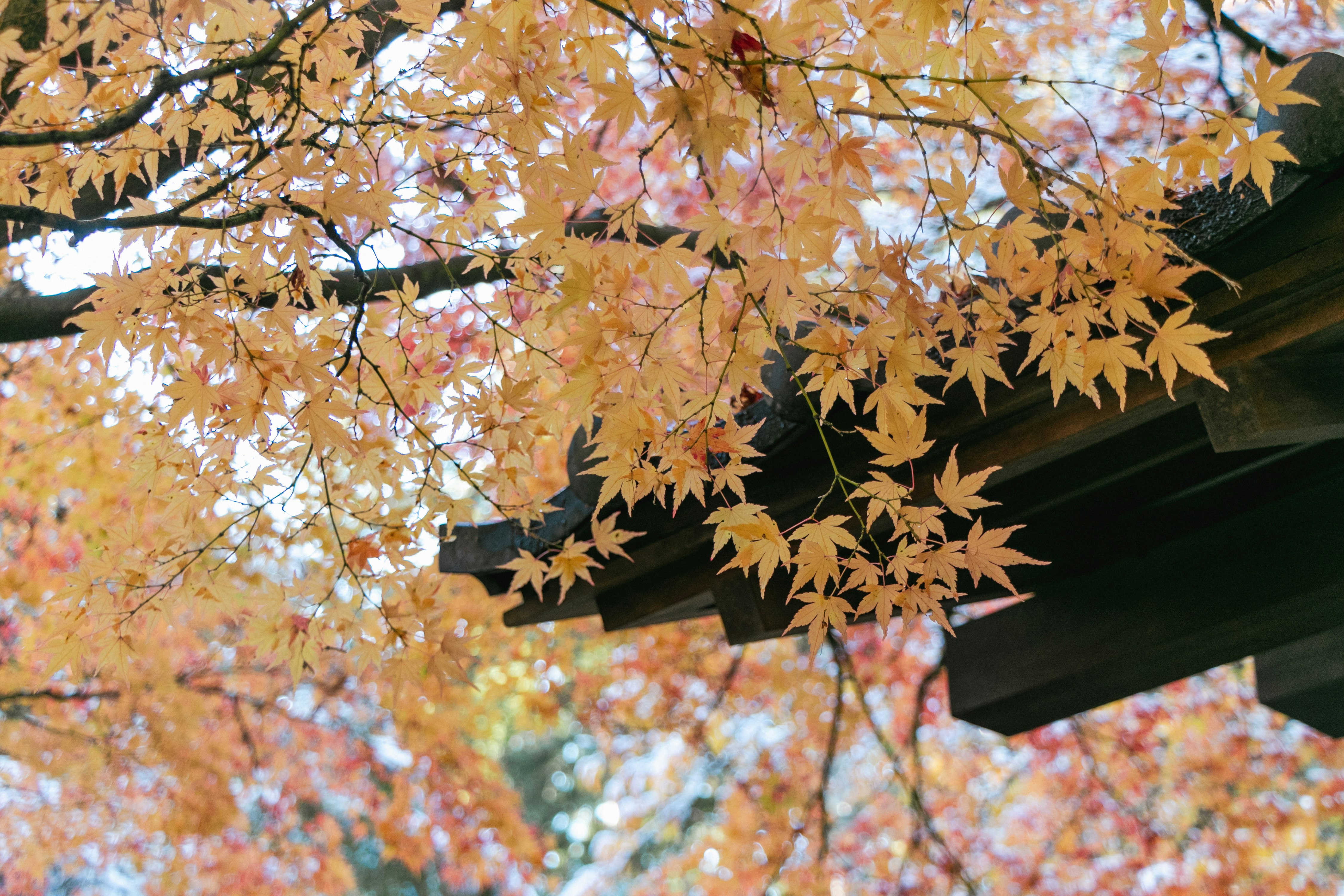 a tree with yellow flowers