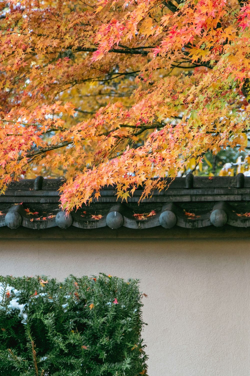 a tree with red leaves