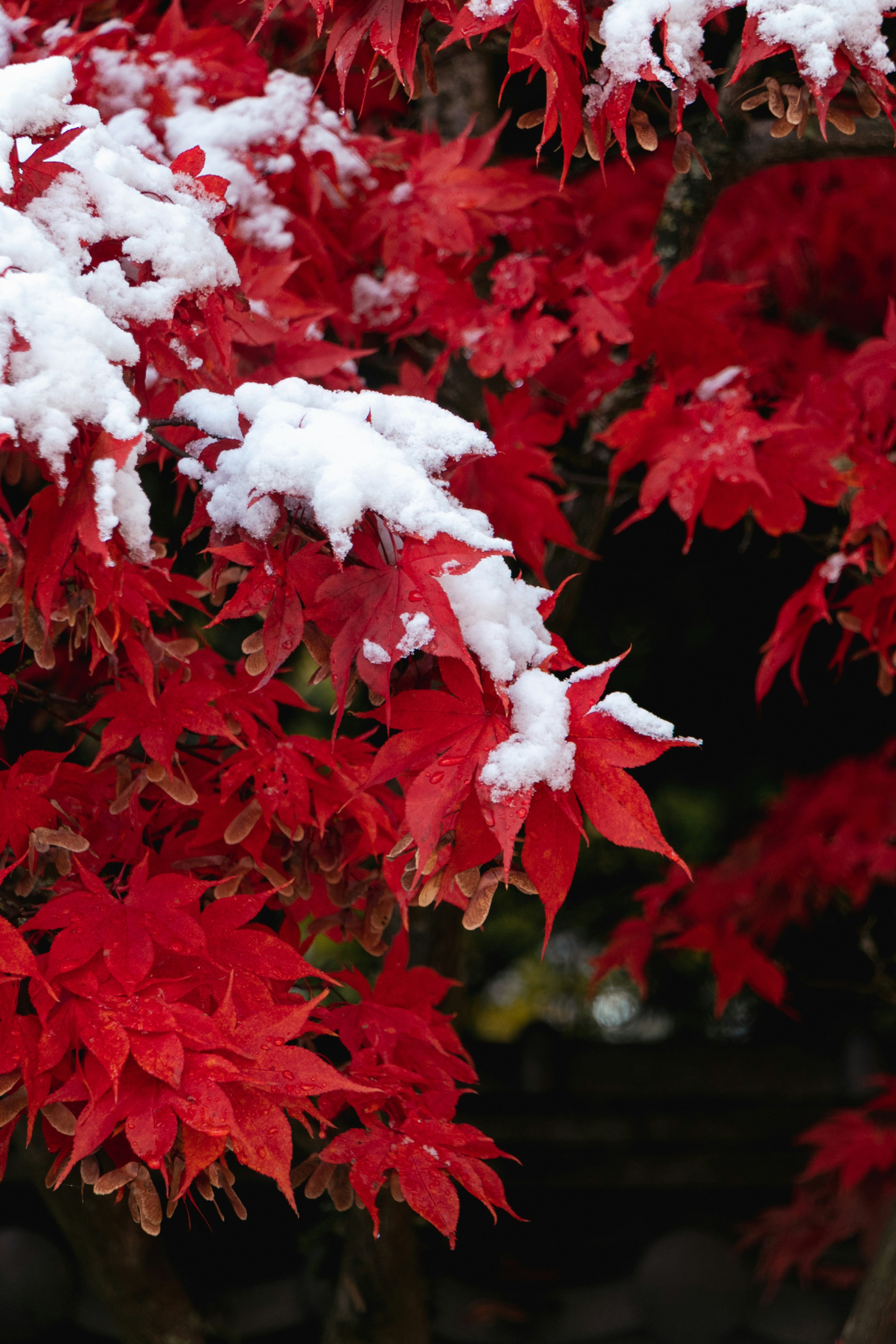 Plant 35 best free plant, canada, bc and vancouver photos on Unsplash