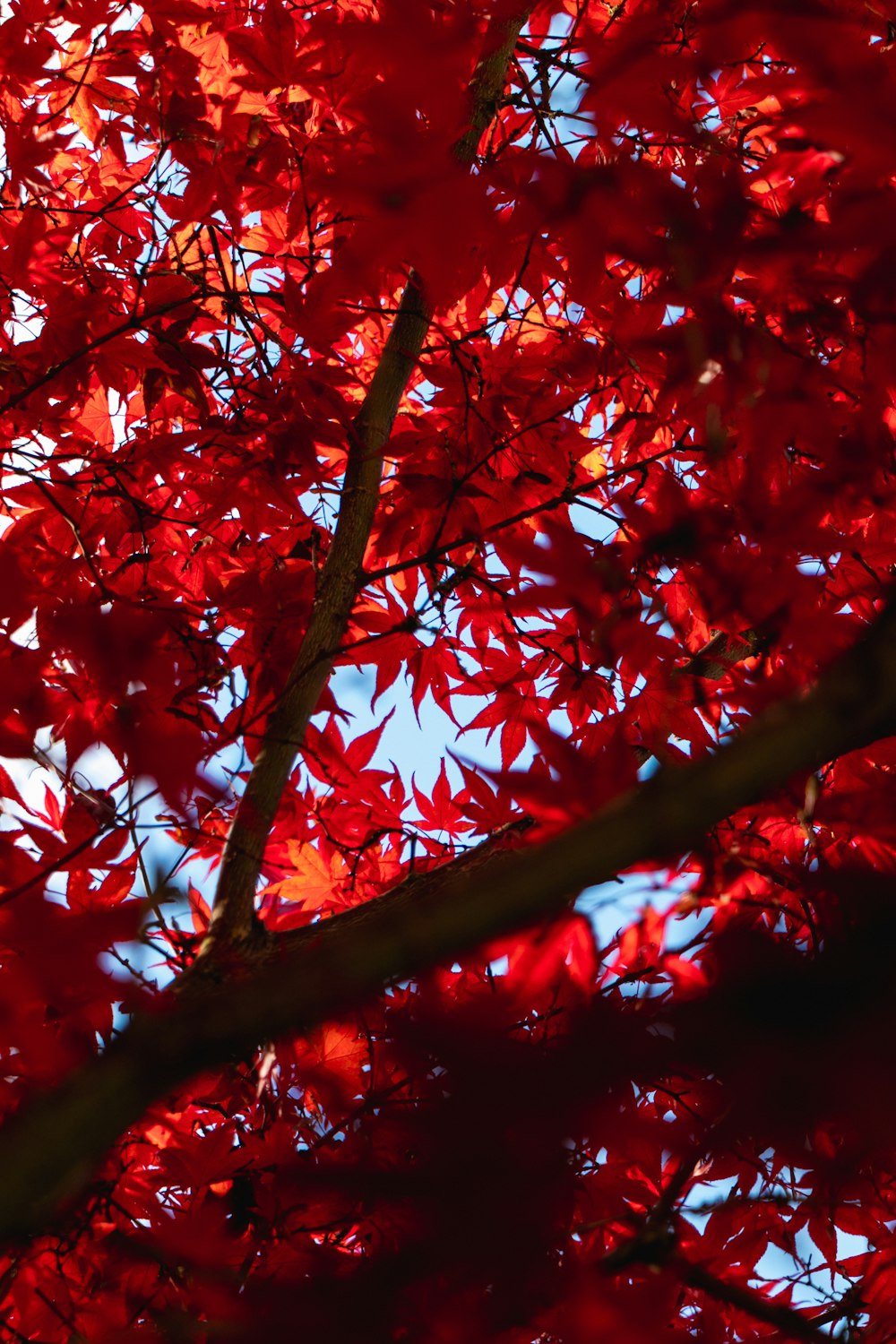 a tree with red leaves