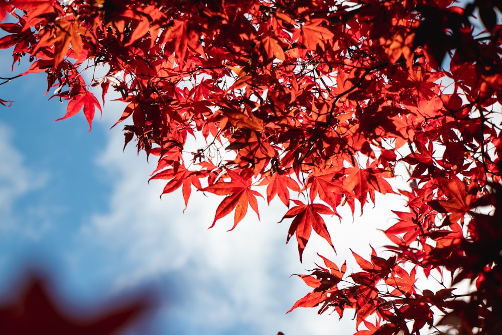 a tree with red leaves