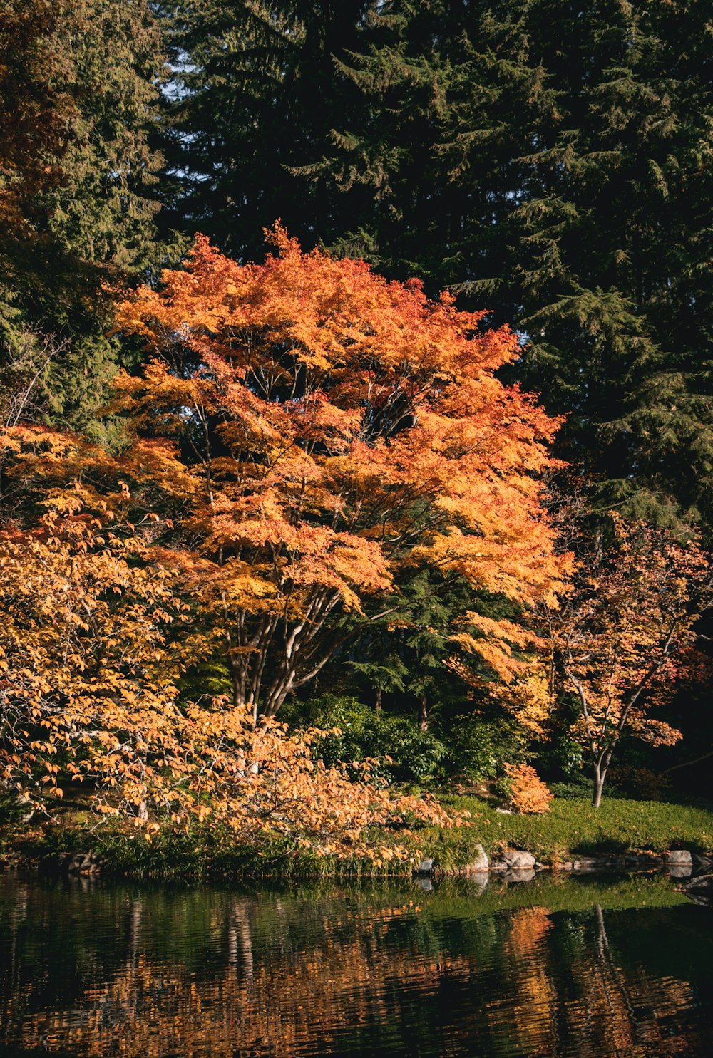 a river with trees around it