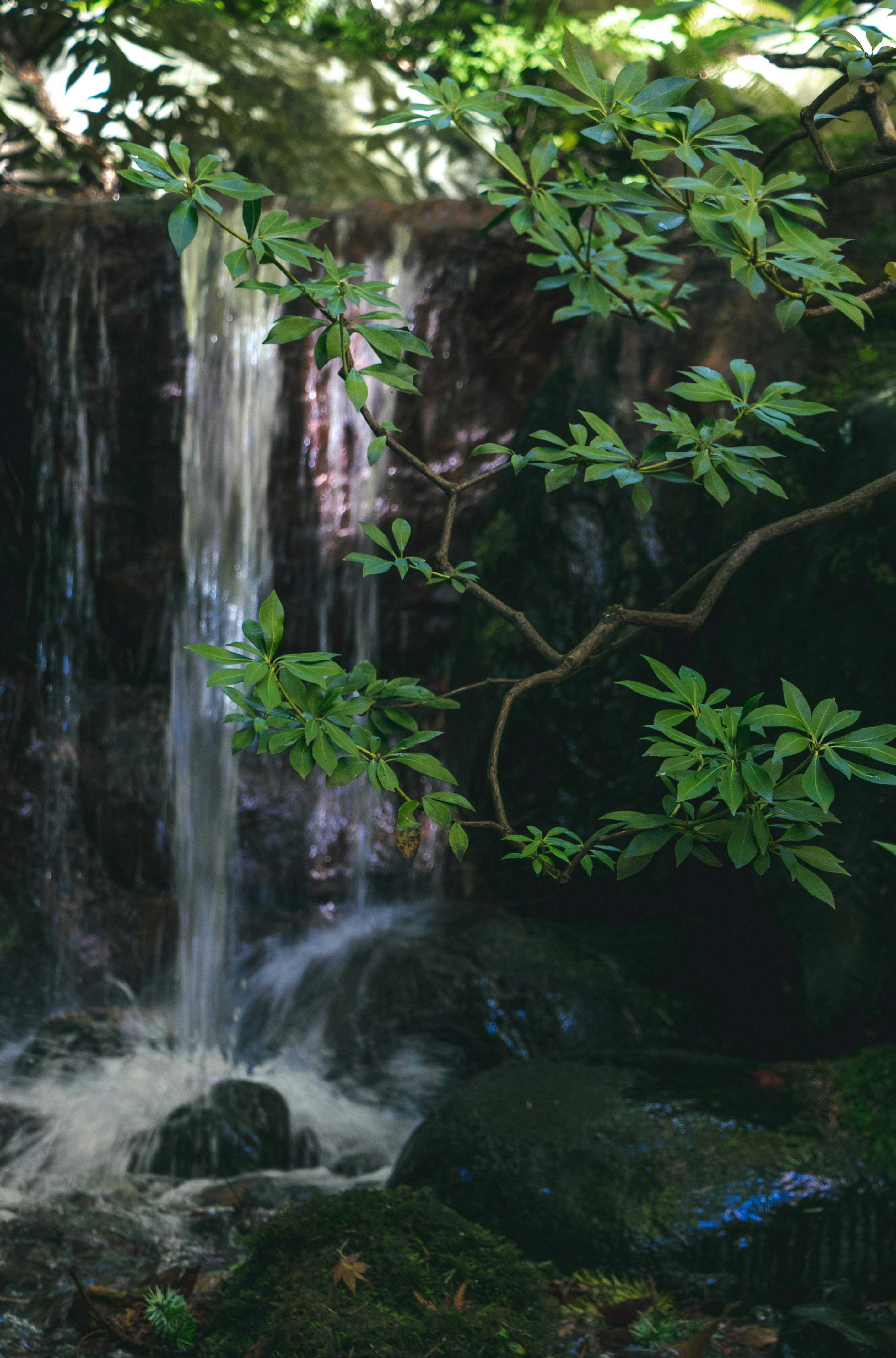 숲속의 폭포 사진 Unsplash의 무료 증권