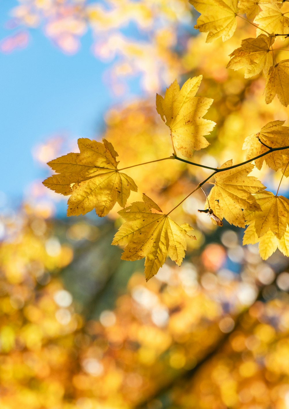 a close up of yellow leaves on a tree branch