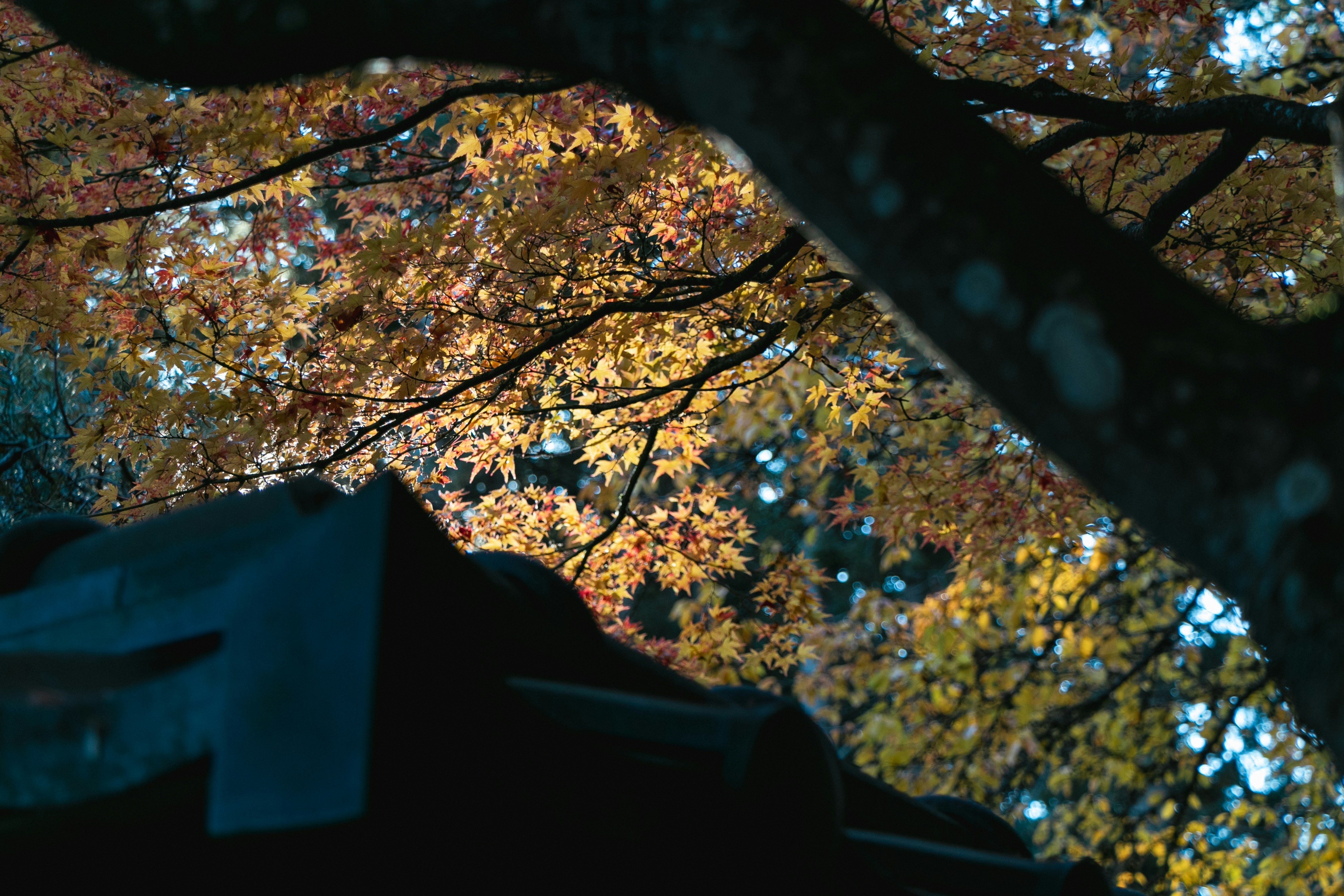 Photo by siyiwind
