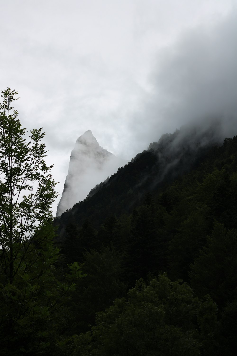 a mountain with trees on it