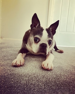 A Boston Terrier lies on a grey carpet, with its head resting down and ears perked up. The dog has a brindle coat with white markings on its face and paws. The background includes a white wall and a partially visible door.