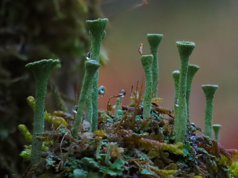 un gros plan de quelques plantes