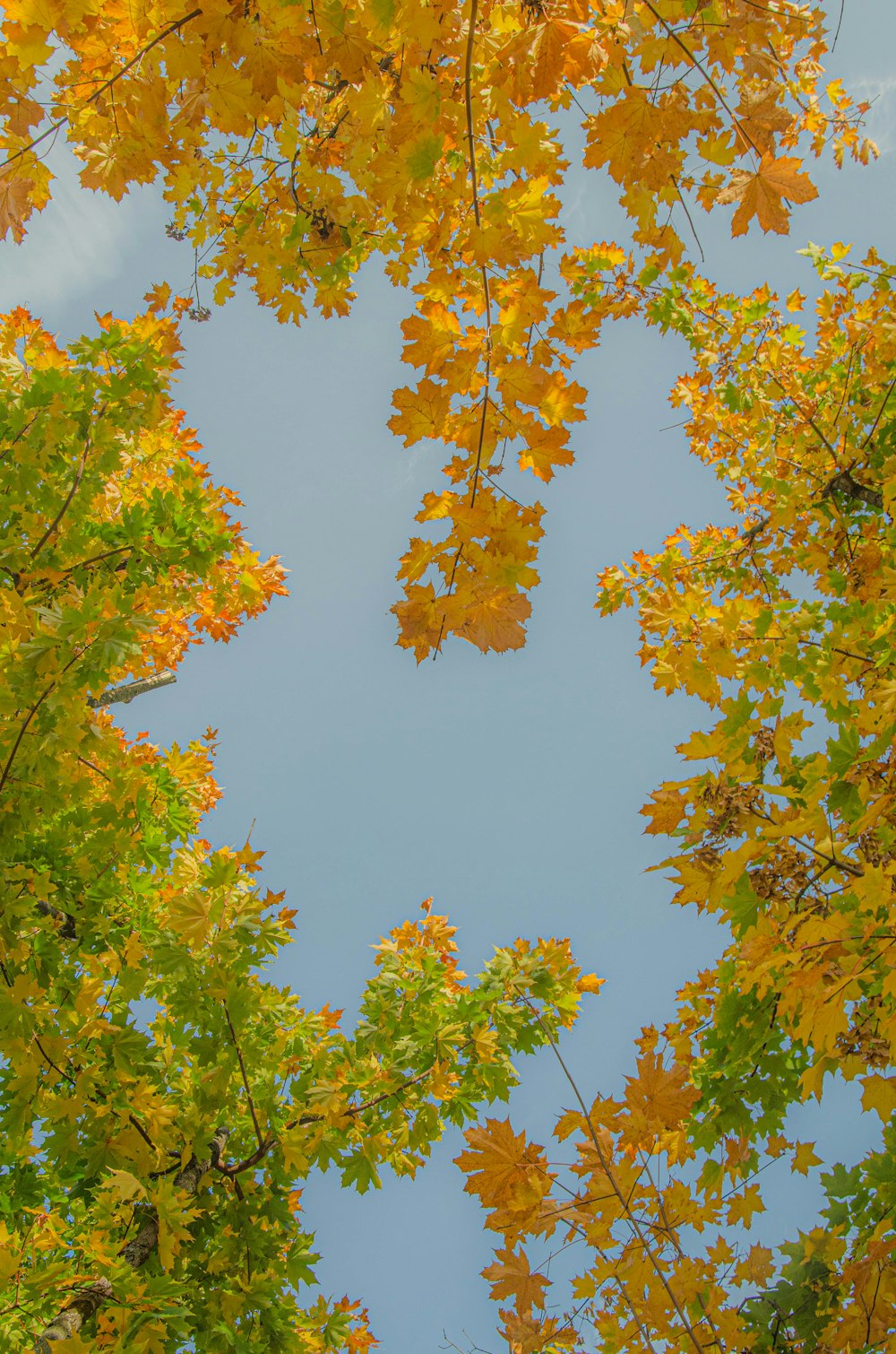 a group of trees with yellow leaves