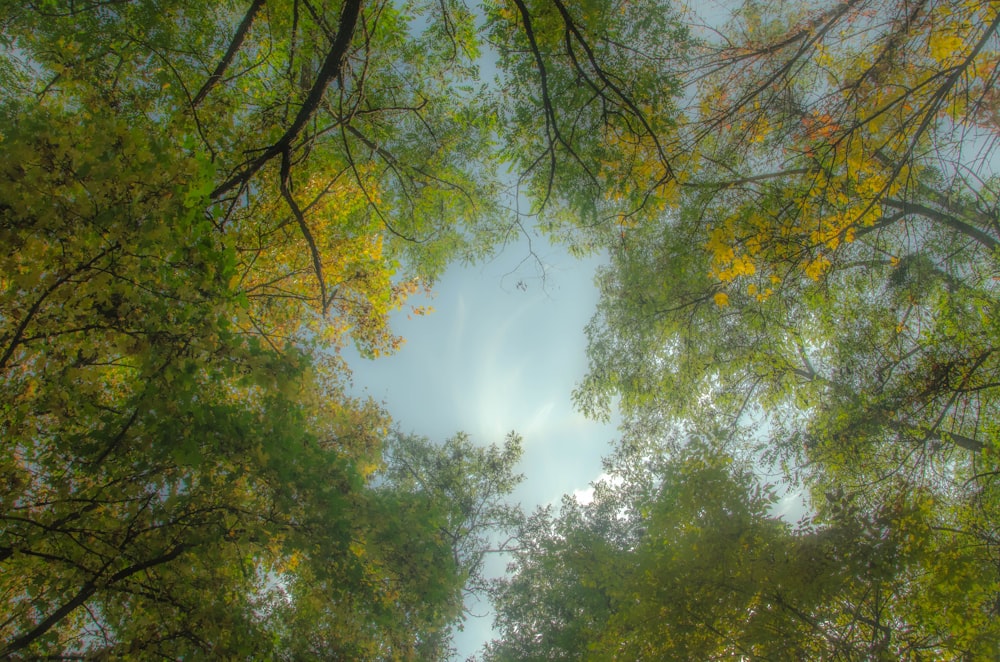 looking up at trees and sky