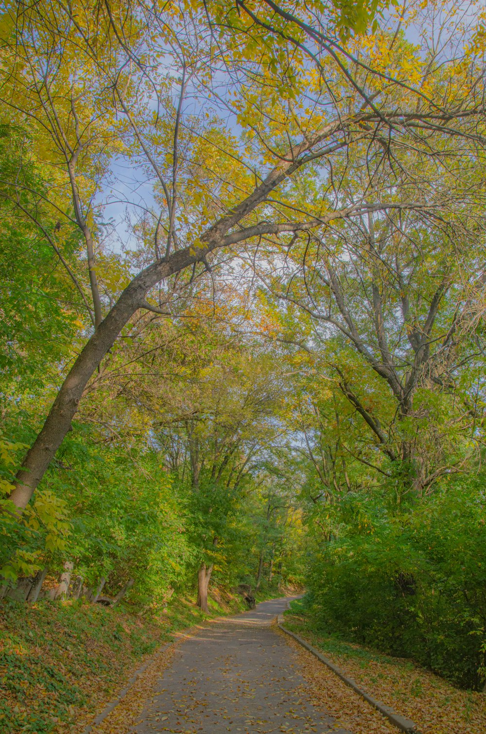 une route arborée de chaque côté