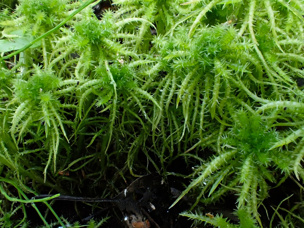 close-up of green plants