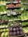 A well-stocked supermarket produce section displays a variety of fresh vegetables, including radishes, asparagus, kale, and cabbages. The produce is neatly organized on shelves, with vibrant greens and purples dominating the colors.