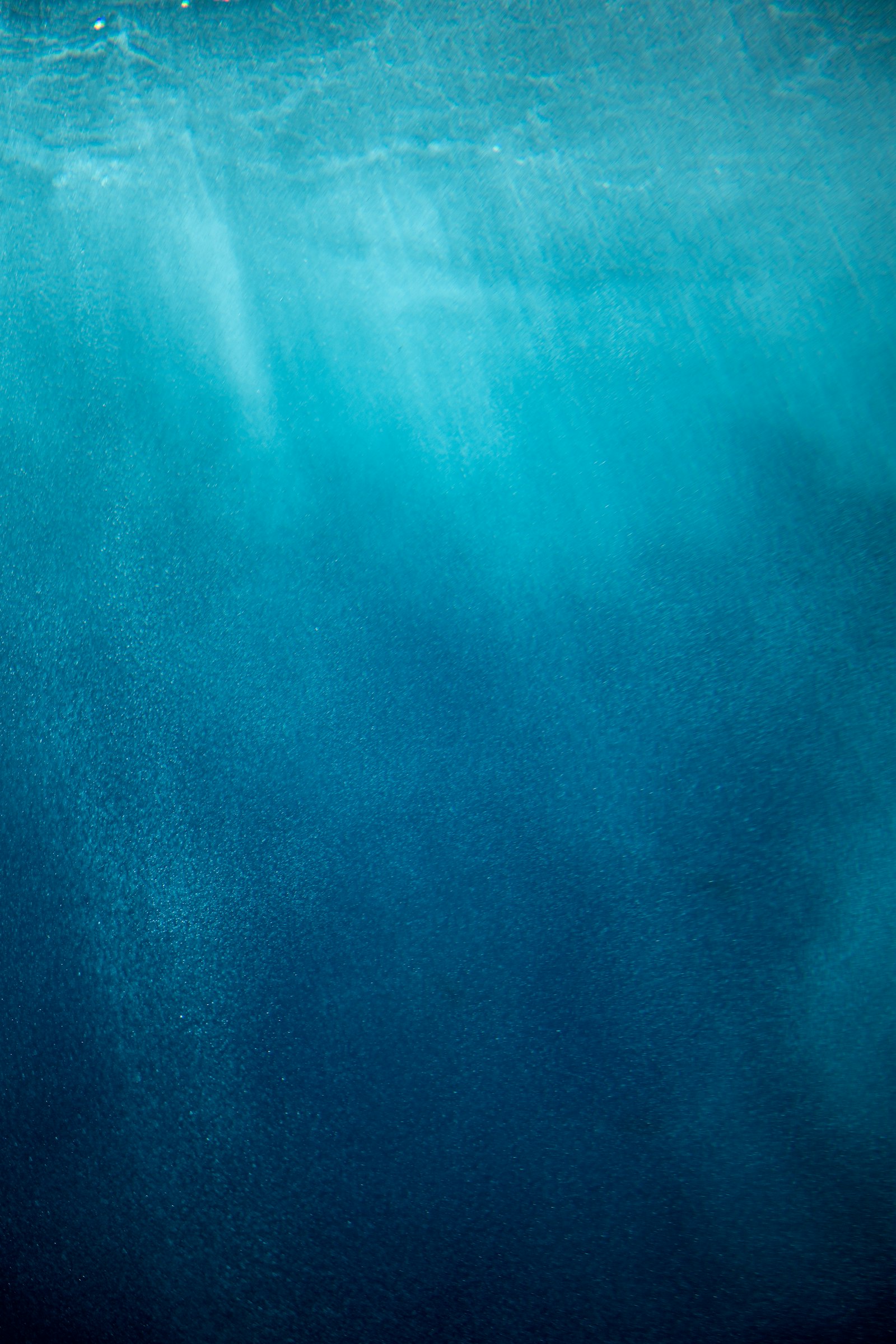 A diver in dark water with a school of fish circling above, light filtering down from the surface