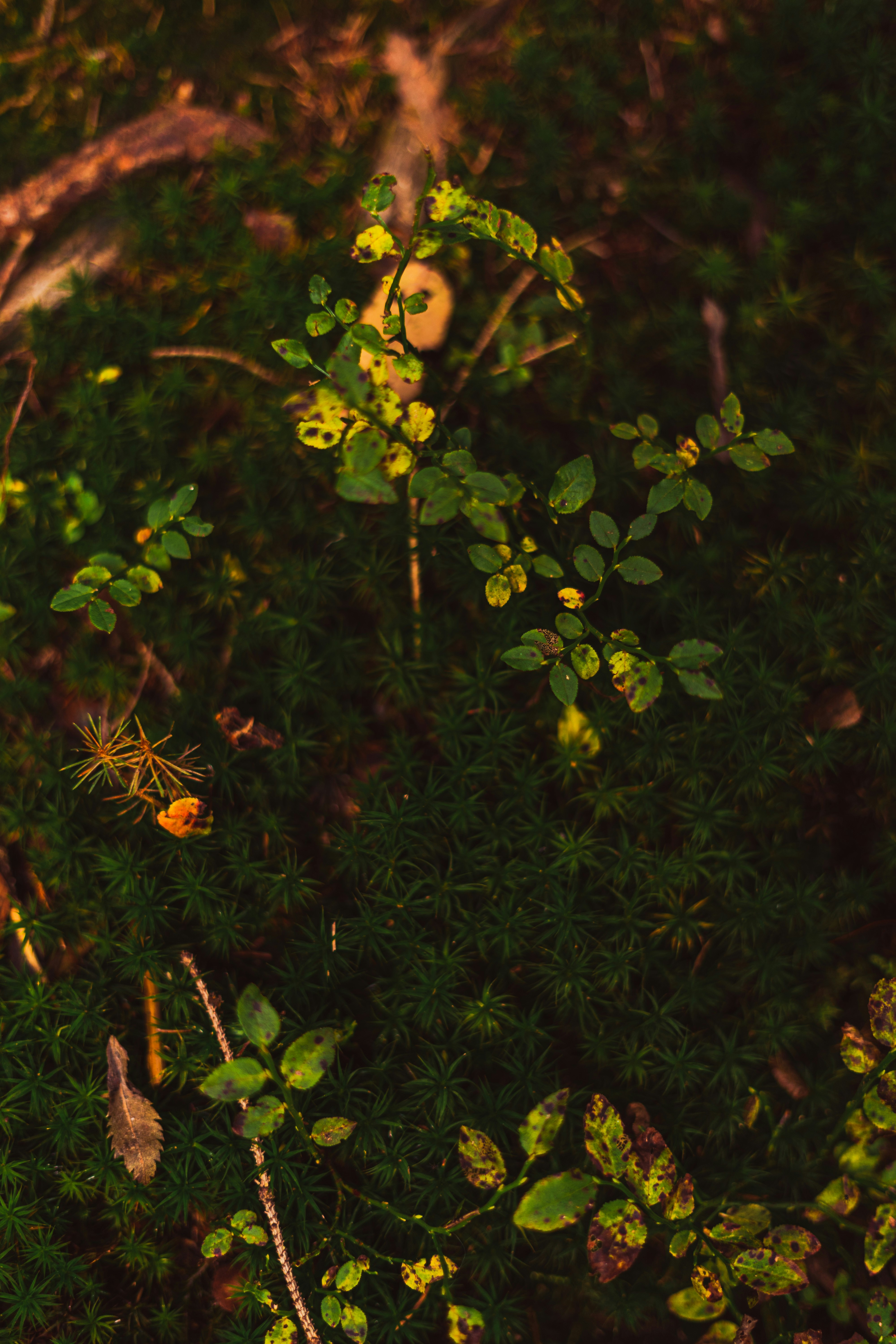 Photo by virussinside