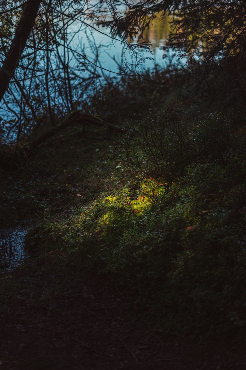 Une forêt arborée