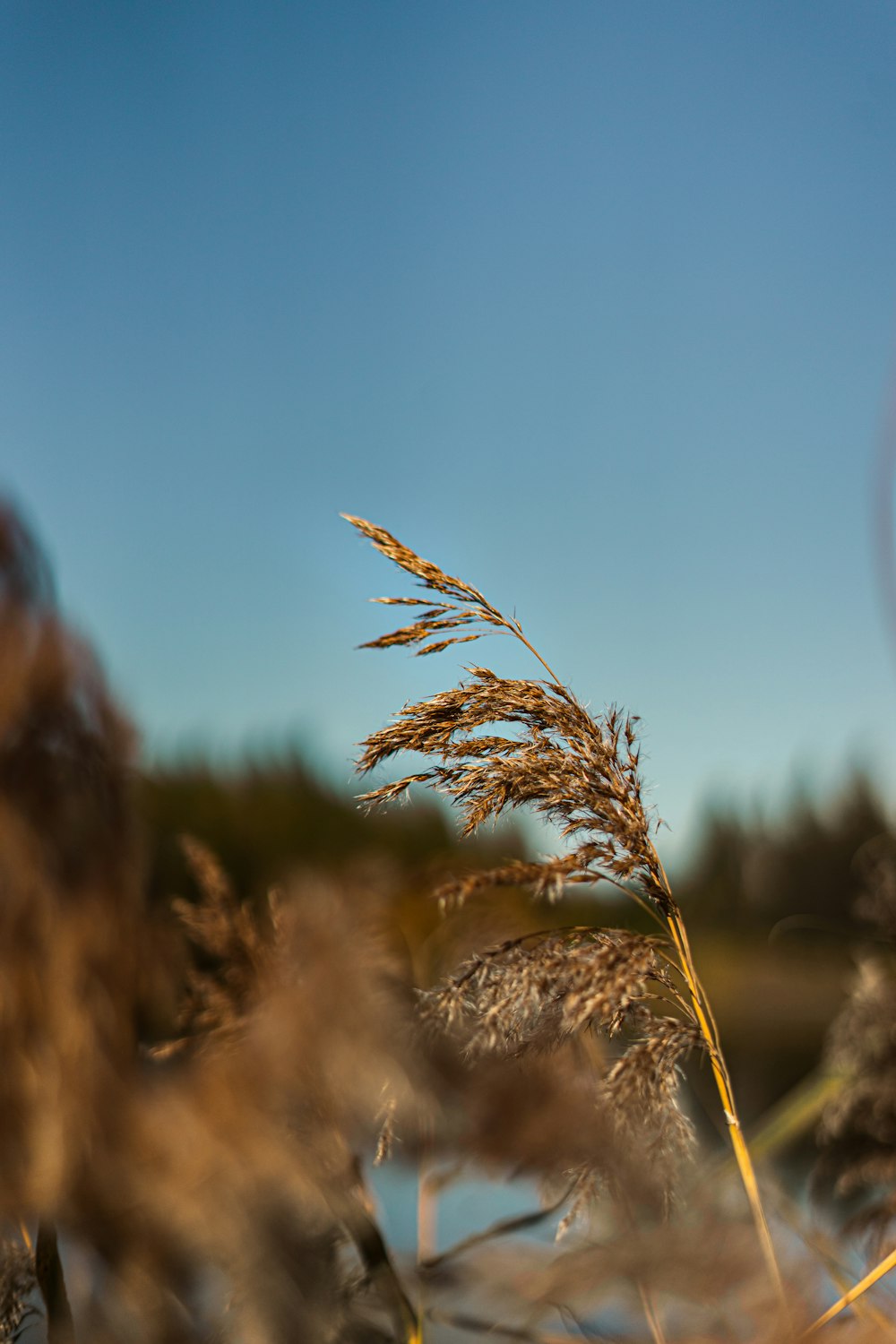 a close up of a wheat field