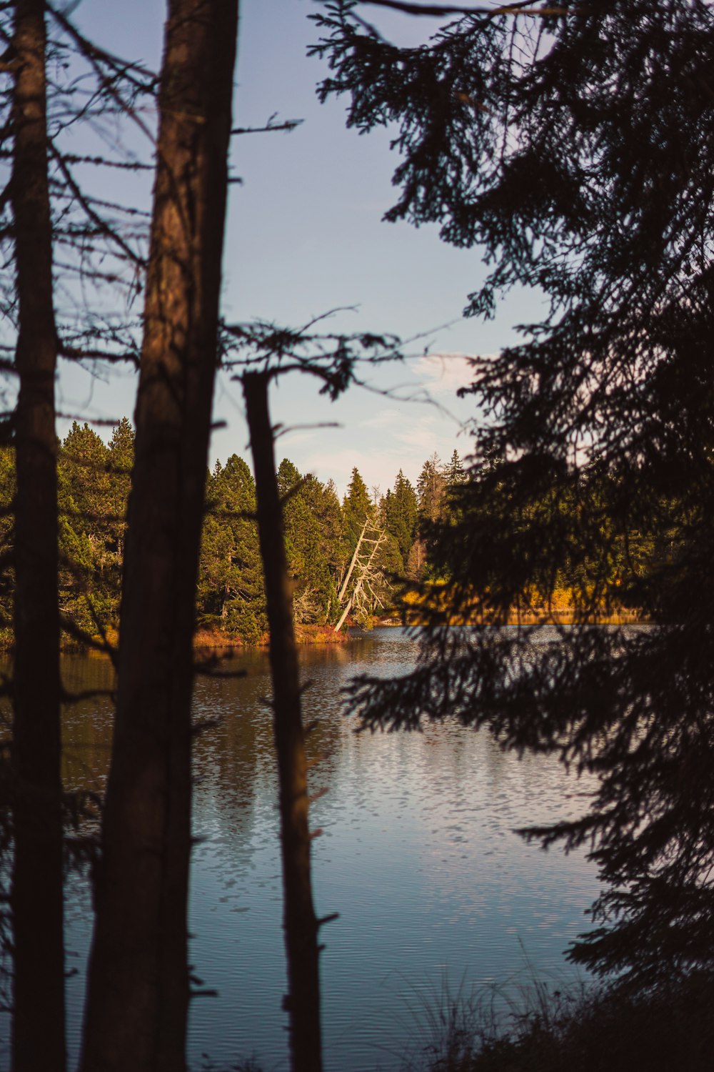 a body of water with trees around it