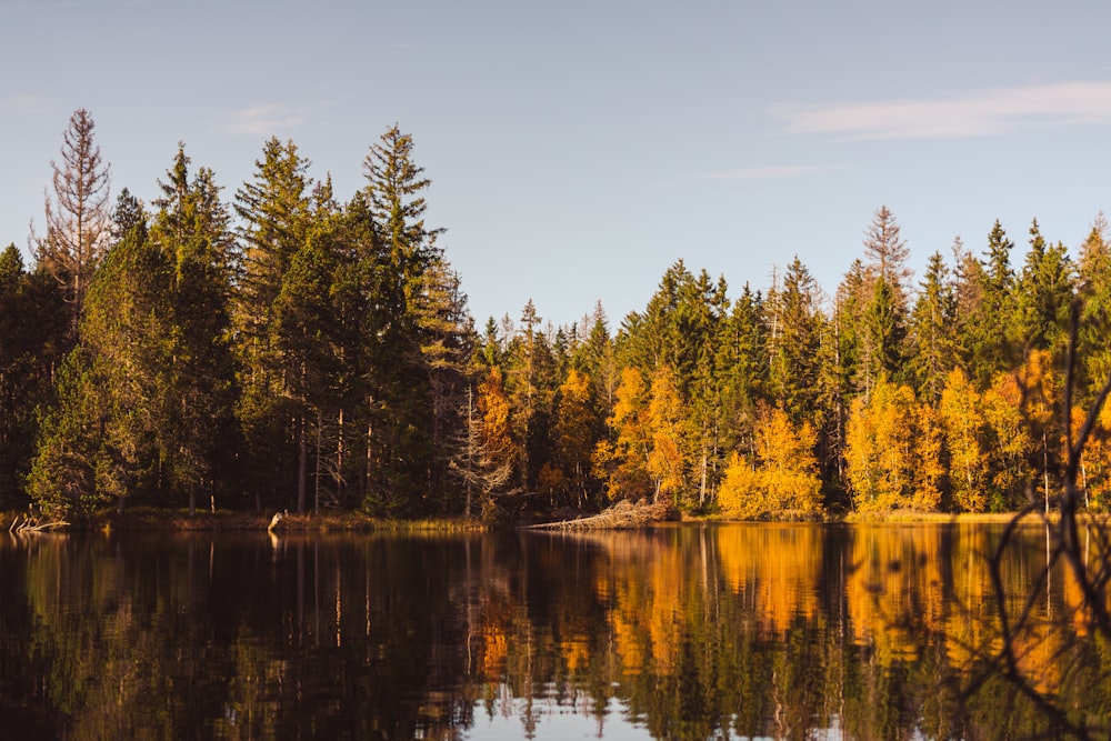 a body of water with trees around it